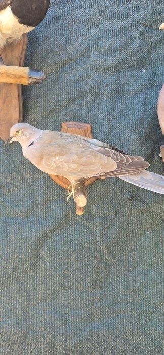 Gaai - Boomduif - Tortelduif - Taxidermie wandmontage - Pica, Nieuw