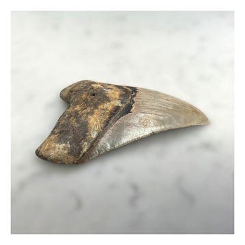 Megalodon - Fossiele tanden - 130 mm - 90 mm