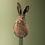 Haas Taxidermie Opgezette Dieren By Max, Verzamelen, Ophalen of Verzenden, Nieuw, Wild dier, Opgezet dier