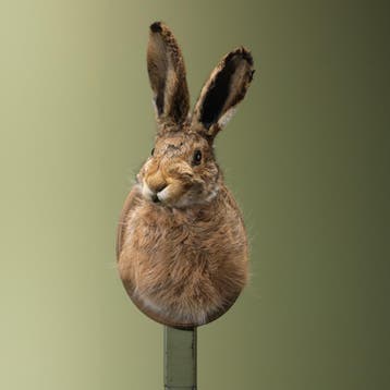 Haas Taxidermie Opgezette Dieren By Max, Ophalen of Verzenden, Nieuw, Wild dier, Opgezet dier
