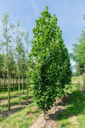 Liriodendron tulipifera Fastigiatum hoogstam, Tuin en Terras