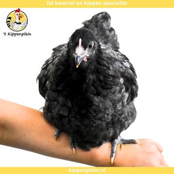 Orpington Zwart - Rustig, Tam en Gezond, Dieren en Toebehoren, Meerdere dieren, Kip