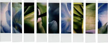Johana Trayanova - Organism 1.2