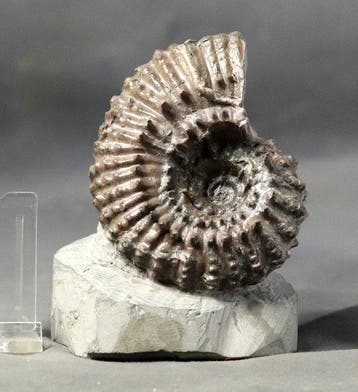 Stekelige, fijne en opvallende ammoniet - - Gefossiliseerd