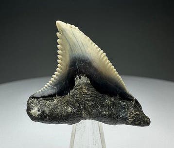 Hemipristis serra - Fossiele tand - 3.7 cm - 3.3 cm