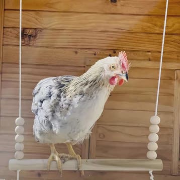 Houten Kip Schommel met Kralen - Klim- en Speeltoestel voor, Verzenden, Nieuw