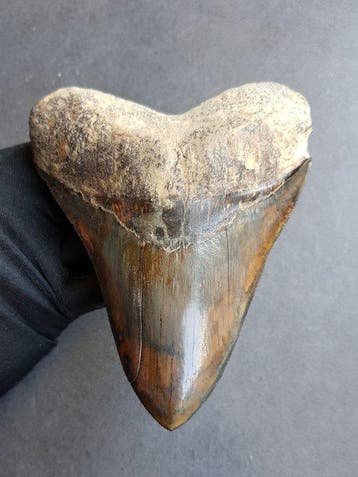 Megalodon - Fossiele tand - 13.7 cm - 10.7 cm, Verzamelen