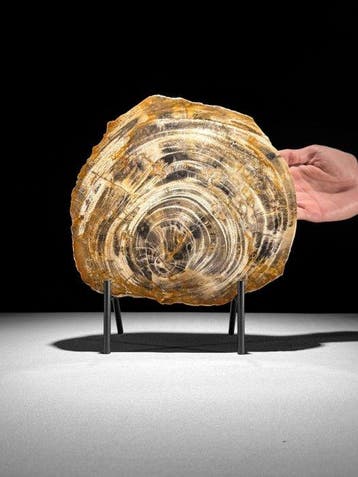 Prachtige schijf versteend hout op een op maat gemaakte