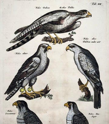 Matthäus Merian (1593-1650) - hand coloured folio: Falcons,