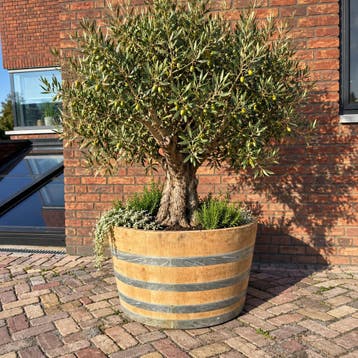 Echt grote halve wijnvaten 400L - 500L - 600L - bloembak, Rond, Ophalen of Verzenden, Zo goed als nieuw, Balkon
