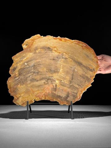 C - Prachtige grote plak versteend hout op een maatwerk