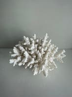 Koraal Koraal - Acropora nobilis (Zonder minimumprijs), Antiek en Kunst