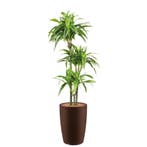 Dracaena Lemon Lime kunstplant, H150cm, Ophalen of Verzenden, Overige soorten, 150 tot 200 cm