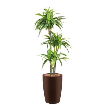 Dracaena Lemon Lime kunstplant, H150cm, Ophalen of Verzenden, Overige soorten, 150 tot 200 cm