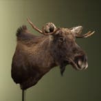 Europese Eland Taxidermie Opgezette Dieren By Max, Ophalen of Verzenden, Nieuw, Wild dier, Opgezet dier