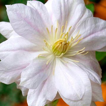 Clematis Shirayukihime container (C2) Sierplanten, Wit, Verzenden, Overige soorten, Struik