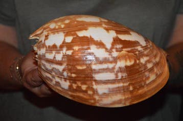 Zeeslak Zeeschelp - S-429 MELO AMPHORA (Zonder minimumprijs), Nieuw