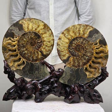 Ammoniet - Gefossiliseerd dier - Pair of Ammonite