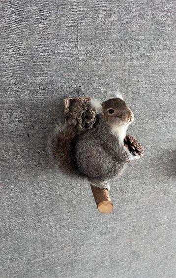 North American Grey Squirrel Taxidermie volledige montage -