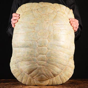 Exclusief museumstuk - Landschildpad - fossielfragment -