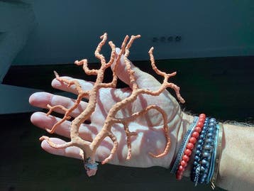 Bloedkoraal Koraal - Corallum rubrum, Nieuw