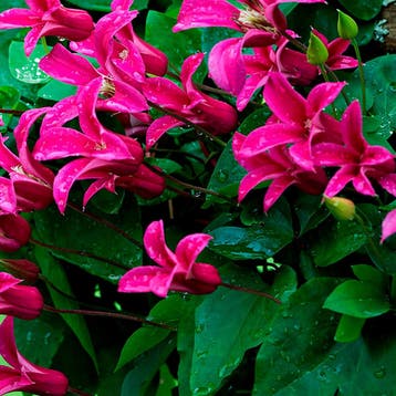 Clematis Princess Diana container (P14) Sierplanten, Verzenden, Overige soorten