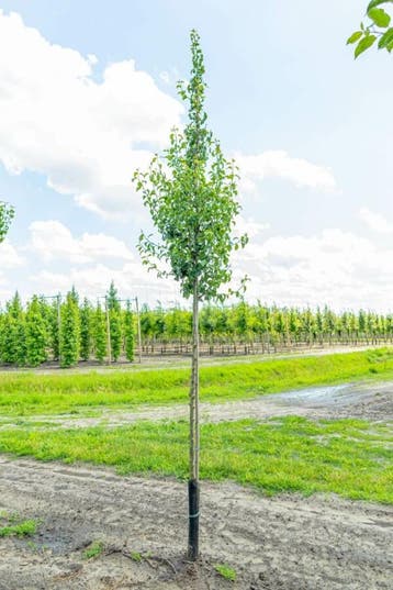 Pyrus communis Conference hoogstam