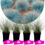 Festuca glauca Elijah Blue + pot 9cm 4 pcs, Verzenden, Volle zon