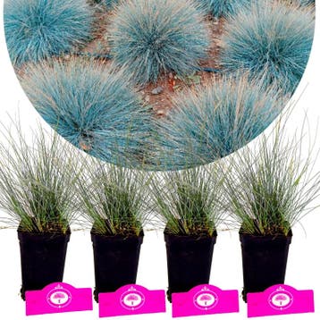 Festuca glauca Elijah Blue + pot 9cm 4 pcs, Verzenden, Volle zon