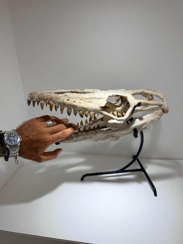 Zeereptiel - Fossiele schedel - Mosasaurus - 40 cm, Verzamelen, Mineralen en Fossielen