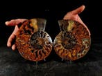 Cleoniceras in sectie - Gefossiliseerd dier - cleoniceras -