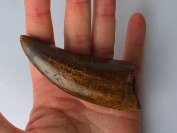 Carcharodontosaurus - Fossiele tand - Huge