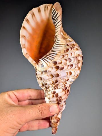 Tritons trompet-zeeslak schelp Skelet - Charonia tritonis -, Verzamelen, Nieuw