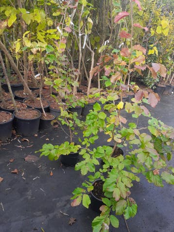 Parrotia persica , Perzisch ijzerhout 80cm tot 2 m hoog, Tuin en Terras, Ophalen, In pot, Overige soorten