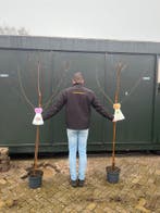 Fruitbomen - halfstam, appel, peer, pruim, kers, walnoot, Ophalen, Lente, Volle zon, In pot