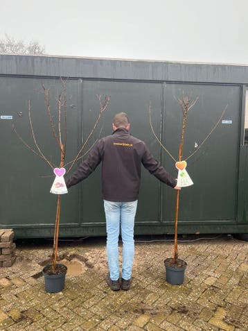 Fruitbomen - halfstam, appel, peer, pruim, kers, walnoot, Tuin en Terras, Planten | Fruitbomen, Ophalen, Lente, Volle zon, In pot