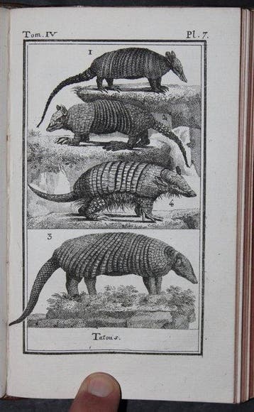 M. Le Comte De Buffon - Histoire Naturelle Generale Et