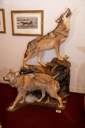 Museale taxidermie-diorama van twee Steppewolven..., Nieuw