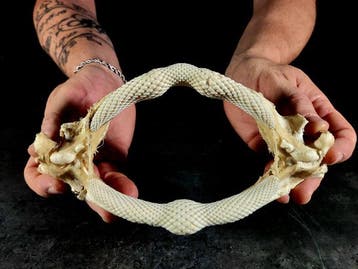 Prachtige kaken van een gigantische gitaarvis Taxidermie, Verzamelen, Dierenverzamelingen, Nieuw