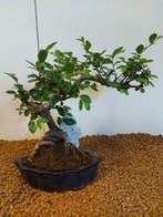 Japanese iep bonsai (Zelkova) - Hoogte (boom): 22 cm -