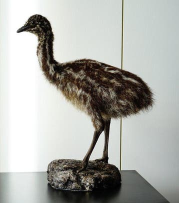 Emù klein Taxidermie volledige montage - Dromaius, Nieuw