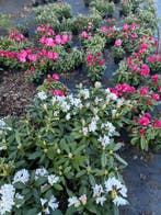 Rhododendrons partij, Tuin en Terras, Planten | Tuinplanten, Ophalen of Verzenden