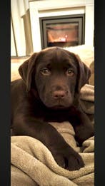 TOP Chocolade Bruine Labrador Pups STAMBOOM Erkend Kennel, Parvo, Nederland, 8 tot 15 weken, Labrador retriever