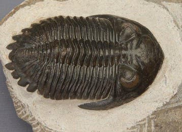 Trilobiet - Fossiel skelet - Hollardops mesocristata - 6 cm, Verzamelen, Mineralen en Fossielen