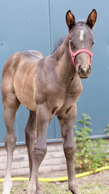 APHA Solid Paint-Bred hengstveulen, E pony (1.48m - 1.57m), Niet van toepassing, 0 tot 2 jaar, Hengst