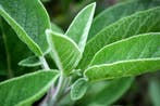 Aromatherapie gelpotten - Aromas Naturales verkrijgbaar in, Verzenden, Nieuw