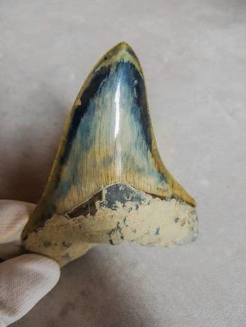 Megalodon - Fossiele tand - 12.9 cm - 9.6 cm, Verzamelen