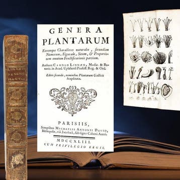 Linnaeus, Carolus - Genera Plantarum. . . Editio secunda,