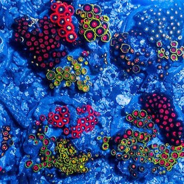 Zoanthus tuintje (Mix van verschillende zoas) Ong. 10 cm dia, Ophalen of Verzenden, Nieuw