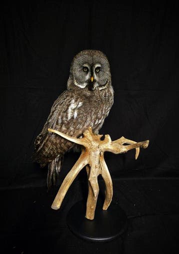 laplanduil Taxidermie volledige montage - Strix nebulosa -, Verzamelen, Nieuw